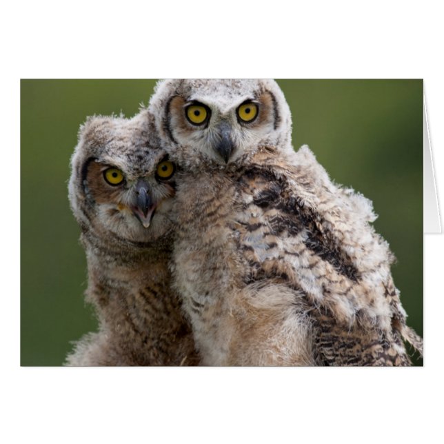 Dos Bebés Grandes Bebés (Anverso (Horizontal))