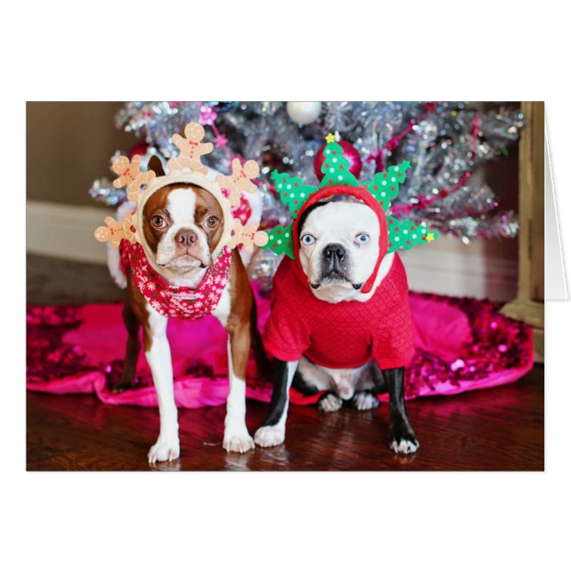 Dos BostonTerriers (Anverso (Horizontal))