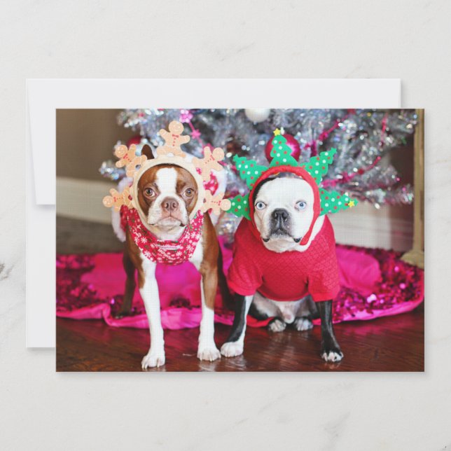 Dos BostonTerriers (Anverso)