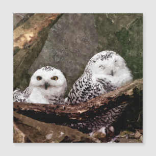 Dos búhos