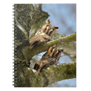 Dos búhos en el bosque, aves, cuaderno de vida sil
