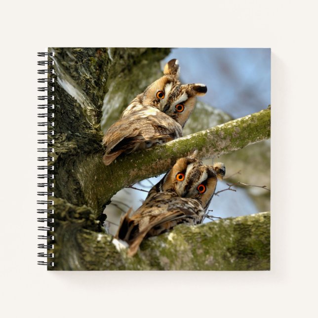 Dos búhos en el bosque, pájaros, libreta de fauna  (Anverso)