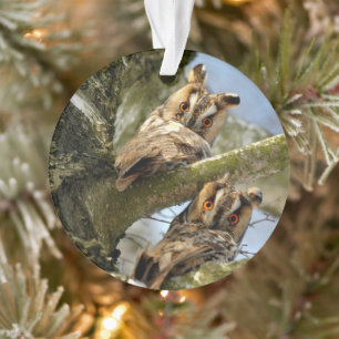 Dos búhos en el bosque, pájaros, ornamento de vida