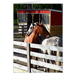 Dos caballos en amor