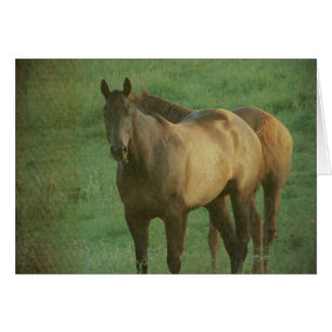 Dos caballos en una pastura