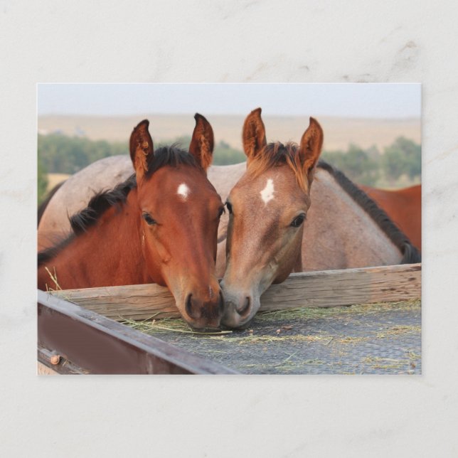 Dos caballos en una postal de granja (Anverso)