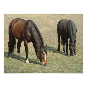 Dos caballos - Foto