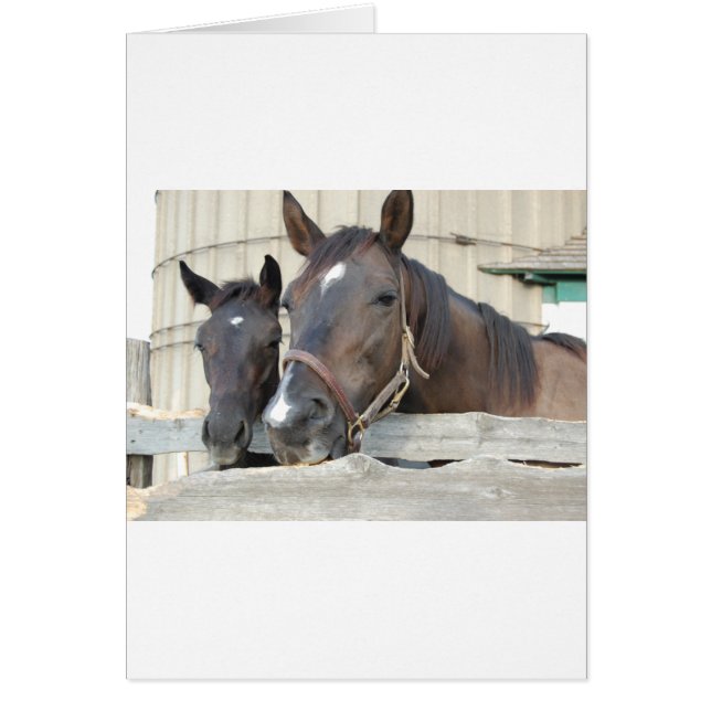 Dos caballos mastican una cerca (Frente)