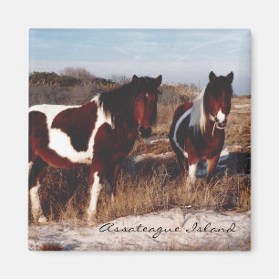 Dos caballos salvajes de Assateague - imán