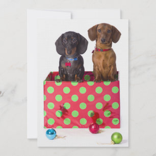 Dos cachorros de Dachshund