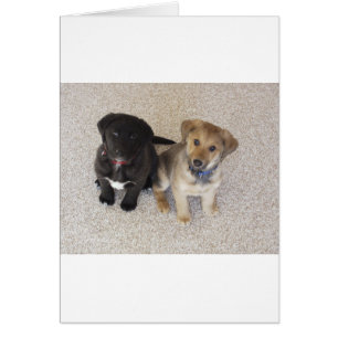 Dos cachorros de labrador cúrcute