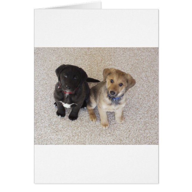 Dos cachorros de labrador cúrcute (Frente)