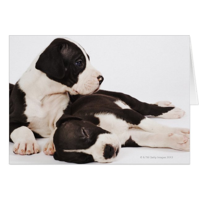 Dos cachorros Harlequin Great Dane sobre blanco (Anverso (Horizontal))