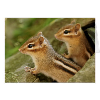 Dos Chipmunks lindos del bebé
