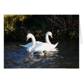 Dos cisnes y un pato
