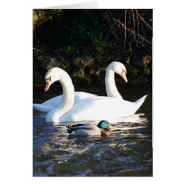 Dos cisnes y un pato