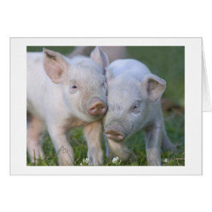 Dos cochinillos blancos cariñosos