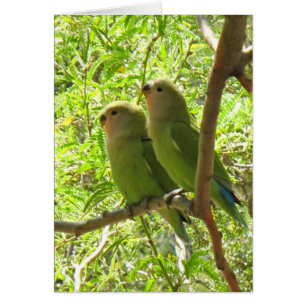 Dos Cockatoos de Arizona