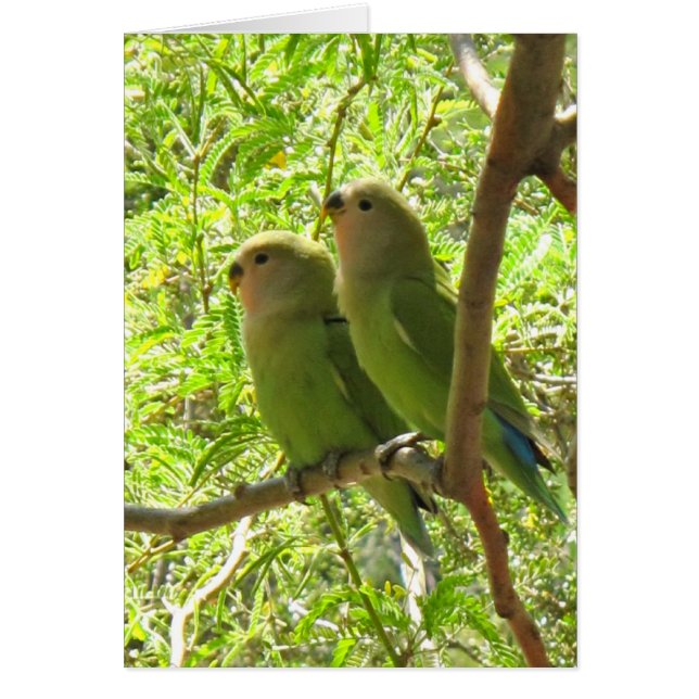 Dos Cockatoos de Arizona (Frente)
