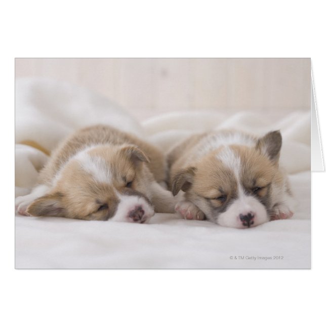 Dos corgi galeses durmiendo (Anverso (Horizontal))