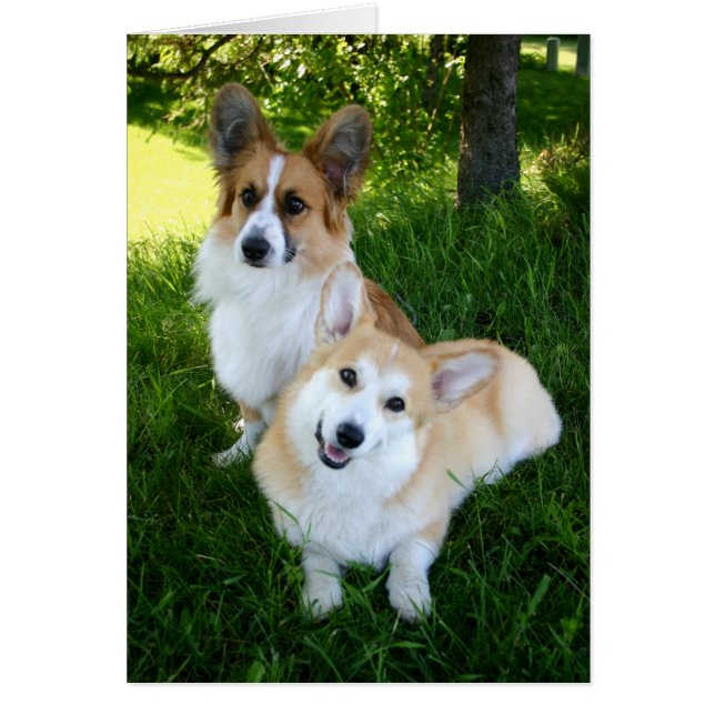 Dos Corgis galeses (Frente)