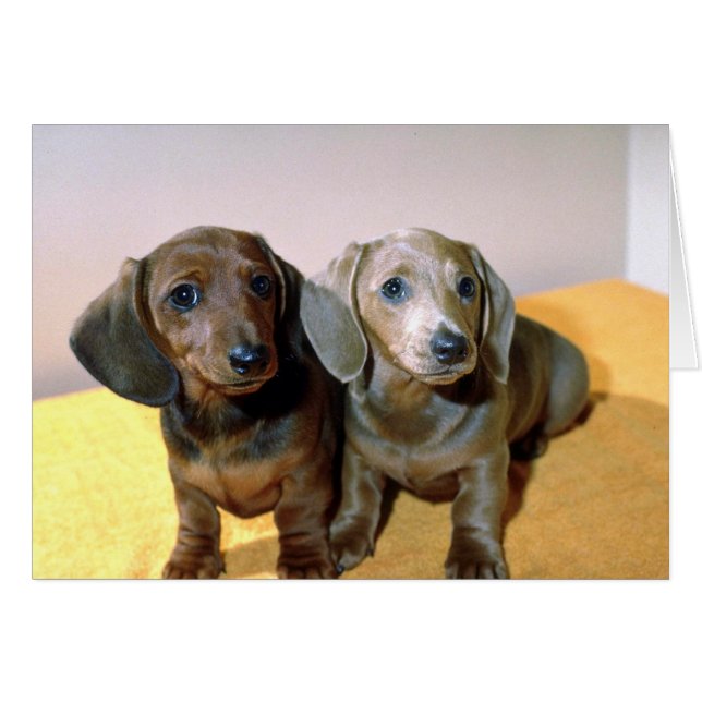 Dos crías de Dachshund (Anverso (Horizontal))