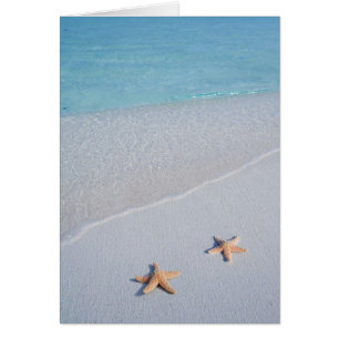 Dos de nosotros estrellas de mar del amor del