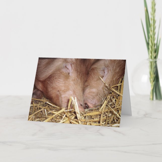 Dos dulces pidones durmientes - Tarjetas en blanco (Anverso)