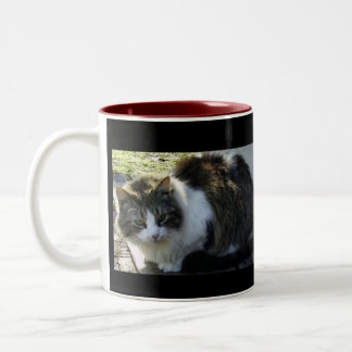 Dos entonaron la taza del gatito