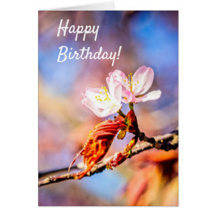 Dos Flores Asombrosas De Sakura. Fondo rosa y azul