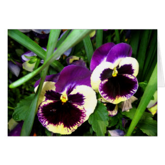 Dos flores del pensamiento - tarjeta