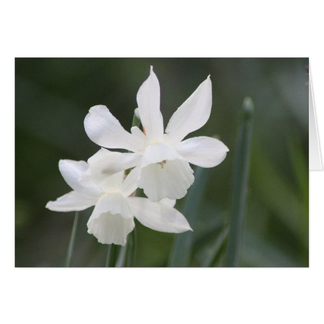 Dos folletos salvajes blancos en campo verde (Anverso (Horizontal))