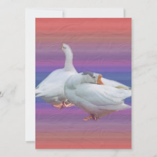 dos gansos blancos de fondo elegante