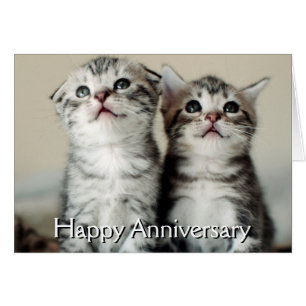 Dos gatitos banales