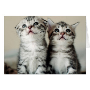 Dos gatitos banales