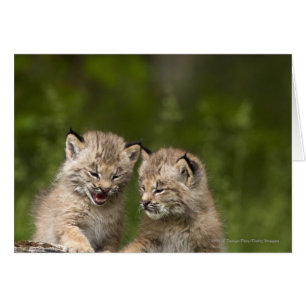 Dos gatitos del lince de Canadá que juegan en un