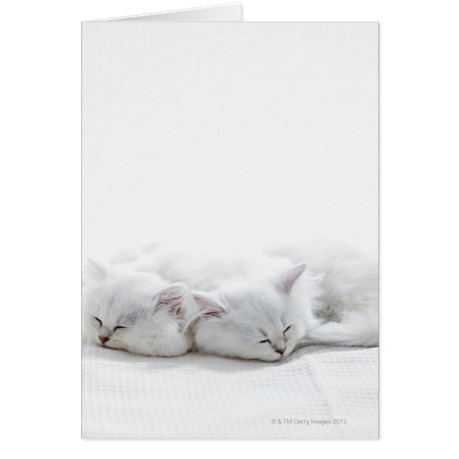 Dos gatitos persas (Frente)