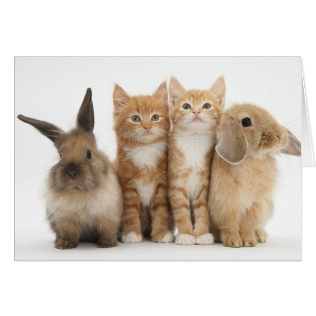 ¡Dos gatitos y dos conejitos! (Anverso (Horizontal))