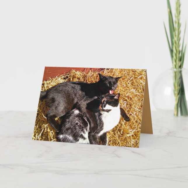 Dos gatos con tarjeta de felicitación por amor (Anverso)
