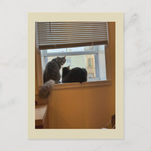 Dos gatos en la tarjeta postal de la ventana