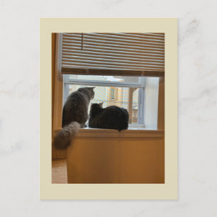 Dos gatos en la tarjeta postal de la ventana