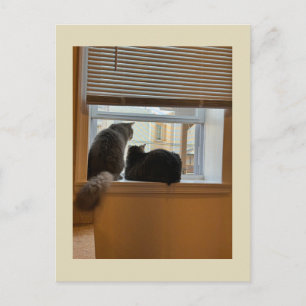 Dos gatos en postal de ventana
