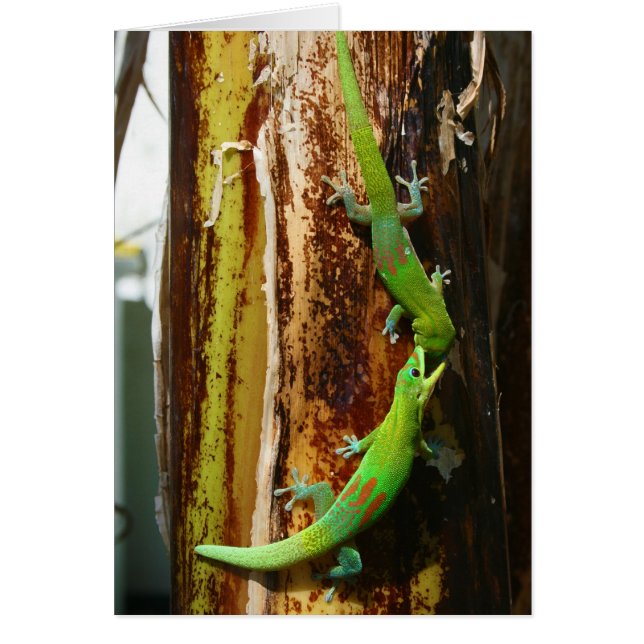 Dos geckos del día del polvo de oro Phelsuma Latic (Frente)