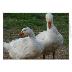 Dos Geés