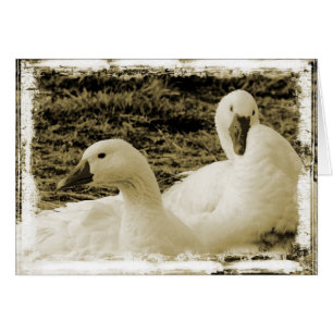Dos Geese
