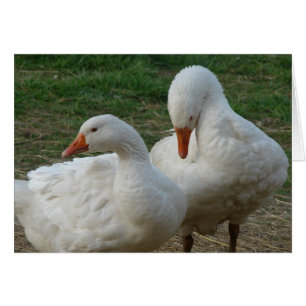 Dos Geese