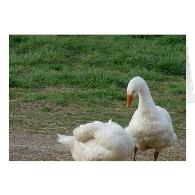 Dos Geese (Anverso (Horizontal))