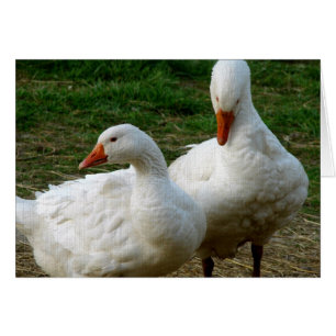 Dos Geese