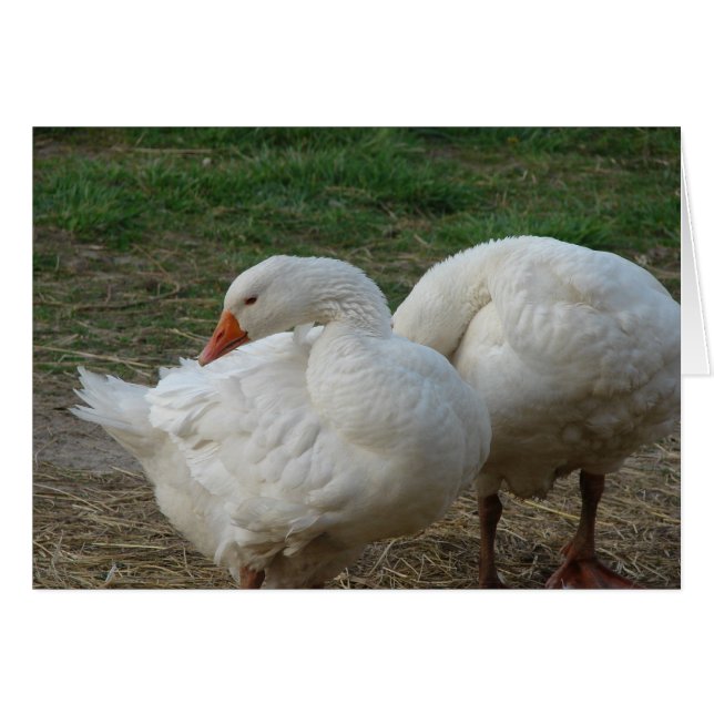 Dos Geese (Anverso (Horizontal))