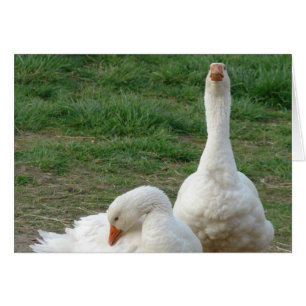 Dos Geese